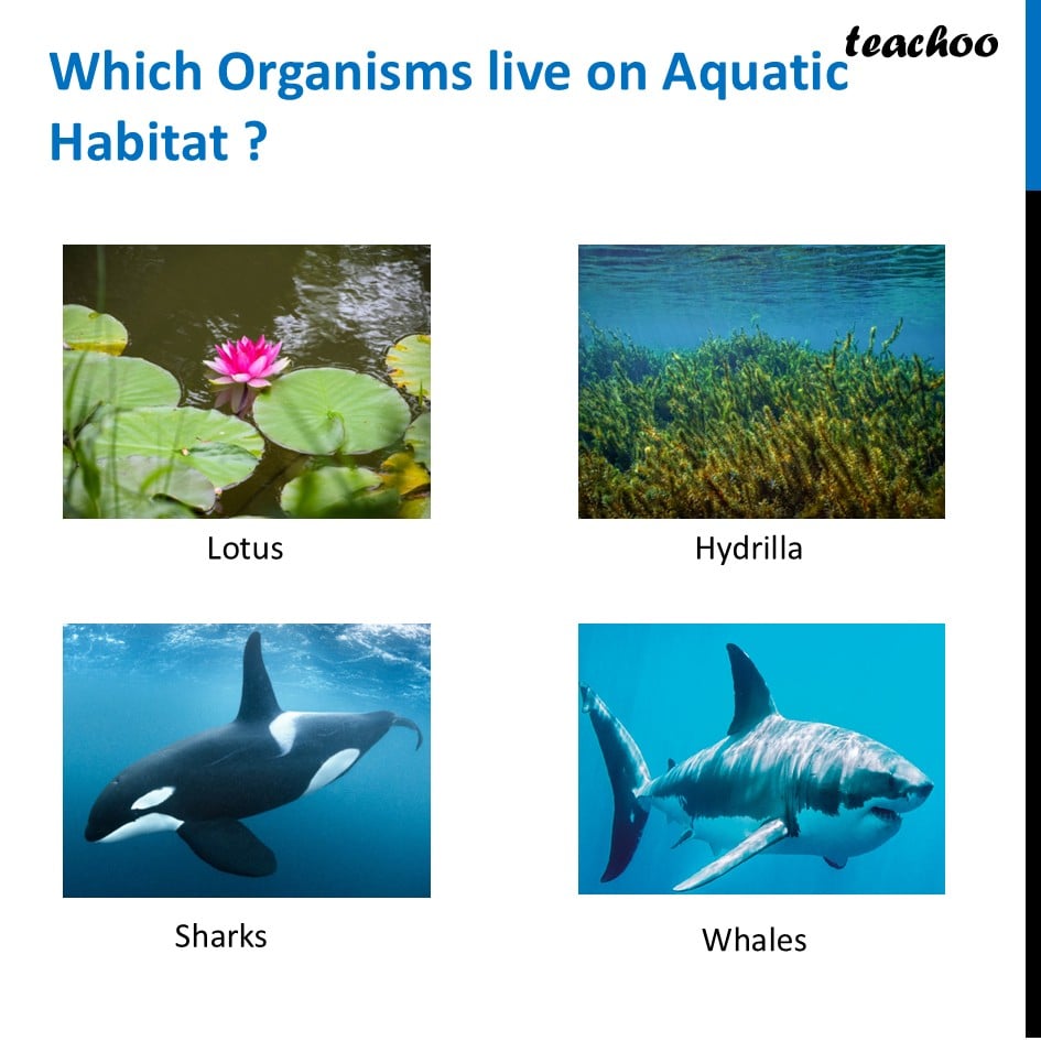 part 9 - Habitat - Concepts - Chapter 2 Class 6 - Diversity in the living world (Curiosity) - Class 6
