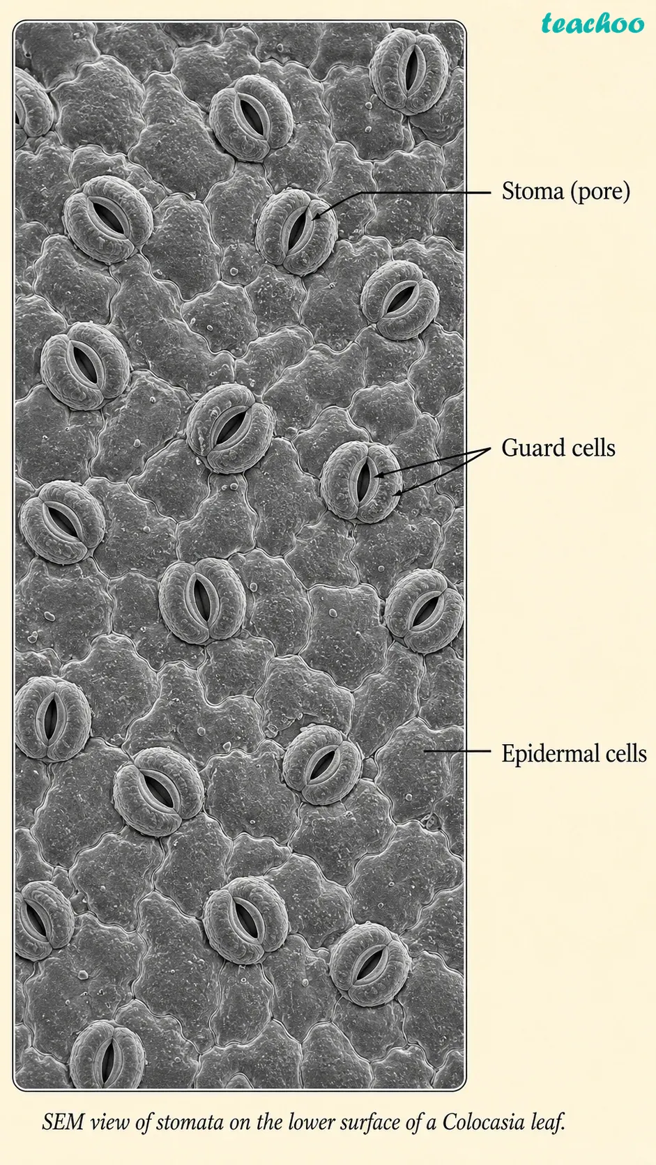 part 9 - 2.1 How to Study Cells? - Concepts - Chapter 2 - Cell: The Building Block of Life (Exploration) - Class 9 (Exploration)