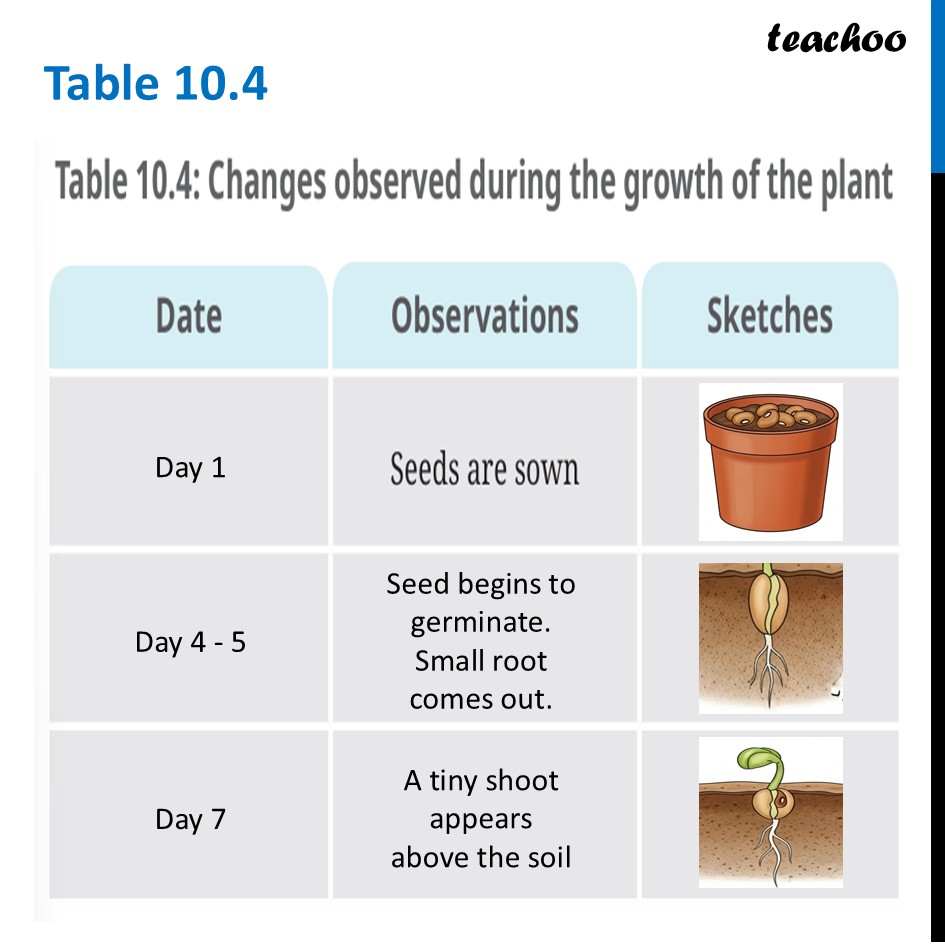 part 4 - Life Cycle of a Plant - Concepts - Chapter 10 Class 6 - Living Creatures: Exploring their Characterstics - Class 6
