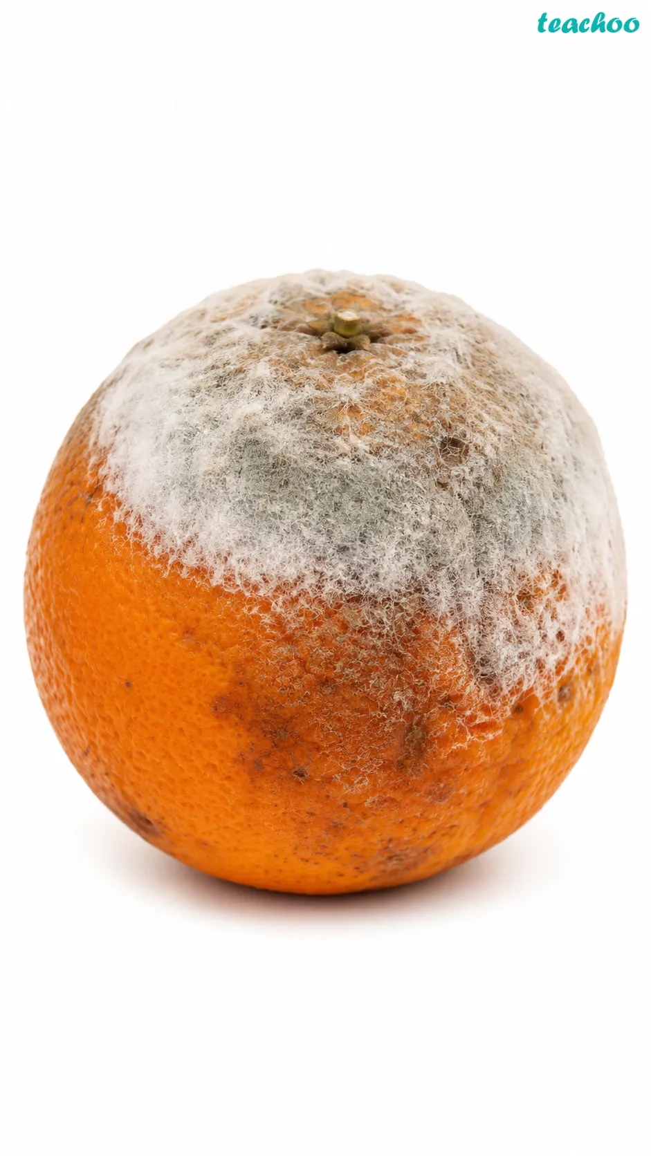 Image: A rotting orange covered with fuzzy green mould growth, showing how microbes grow on food and spoil it