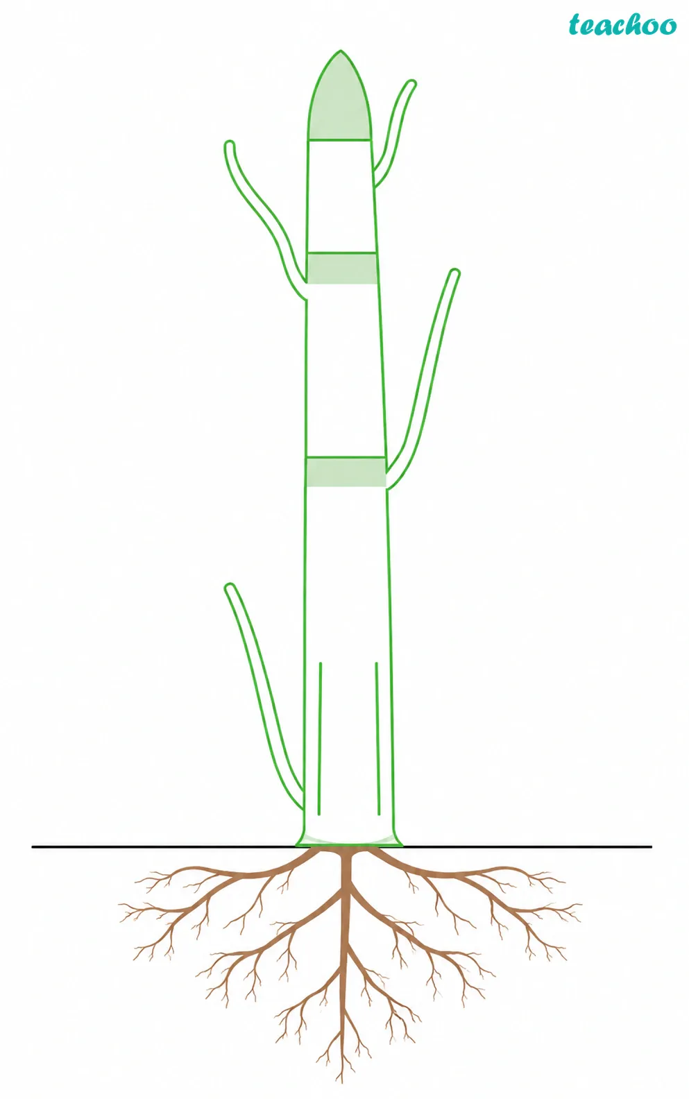 part 2 - 3.2.3 Intercalary meristem — How do plants grow after being cut? - Concepts - Chapter 3 - Tissues in Action (Exploration) - Class 9 (Exploration)