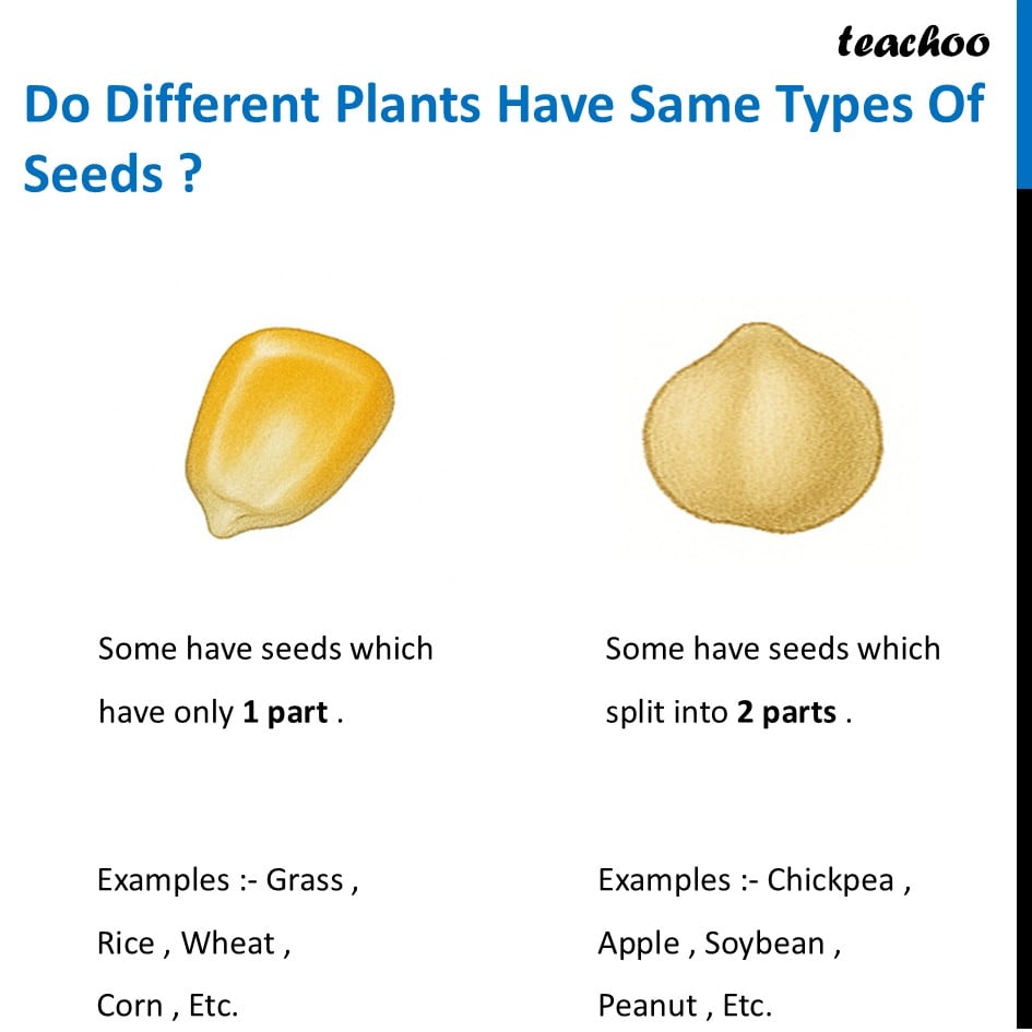part 2 - What are Monocotyledon and Dicotyledons? - Concepts - Chapter 2 Class 6 - Diversity in the living world (Curiosity) - Class 6