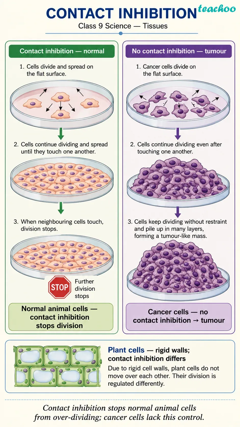 Question 13 — Which phenomenon i - Cell — The Building Bl - [Teachoo] - Questions at the end of the chapter