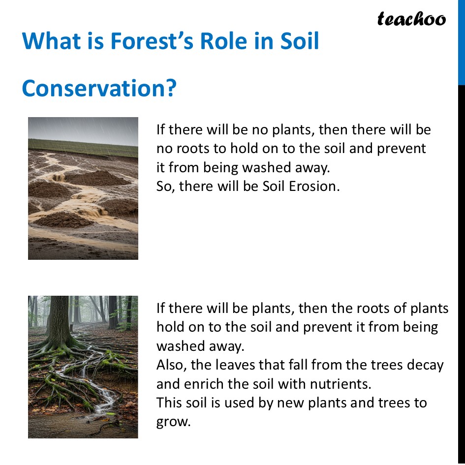 part 14 - Forests - Concepts - Chapter 11 Class 6 - Nature's Treasures (Curiosity) - Class 6