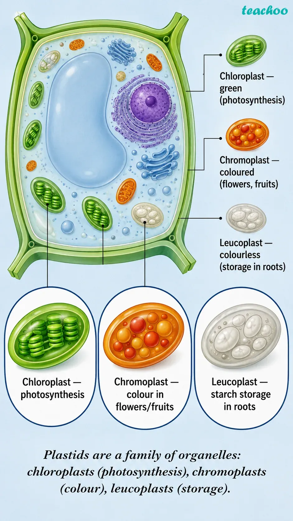 part 10 - 2.3.1 Why do eukaryotic cells need these organelles? - Concepts - Chapter 2 - Cell: The Building Block of Life (Exploration) - Class 9 (Exploration)