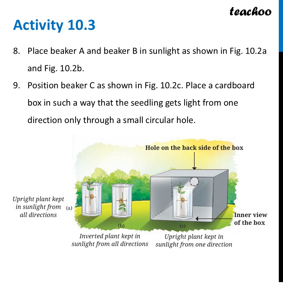 part 6 - Growth and Movement in Plants - Concepts - Chapter 10 Class 6 - Living Creatures: Exploring their Characterstics - Class 6