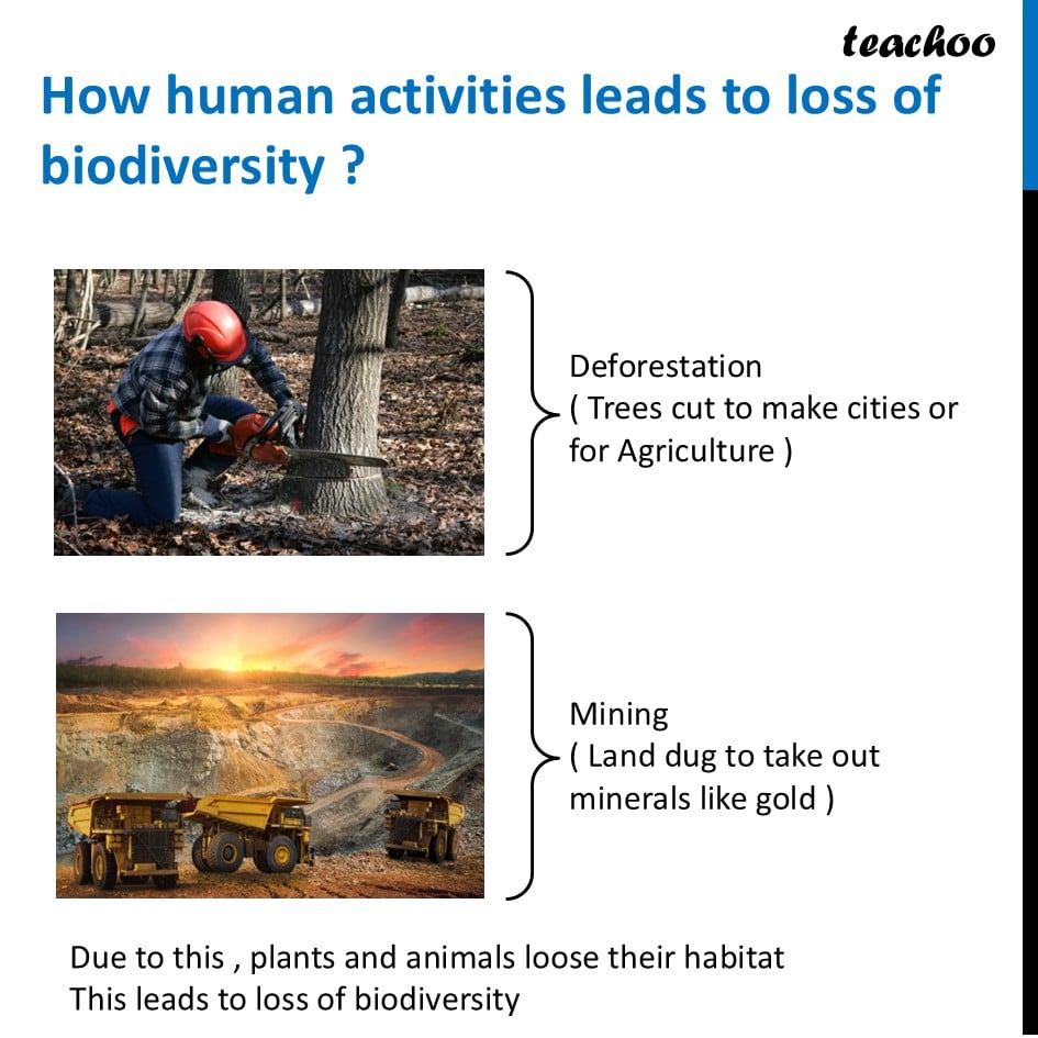 part 4 - Biodiversity - Concepts - Chapter 2 Class 6 - Diversity in the living world (Curiosity) - Class 6