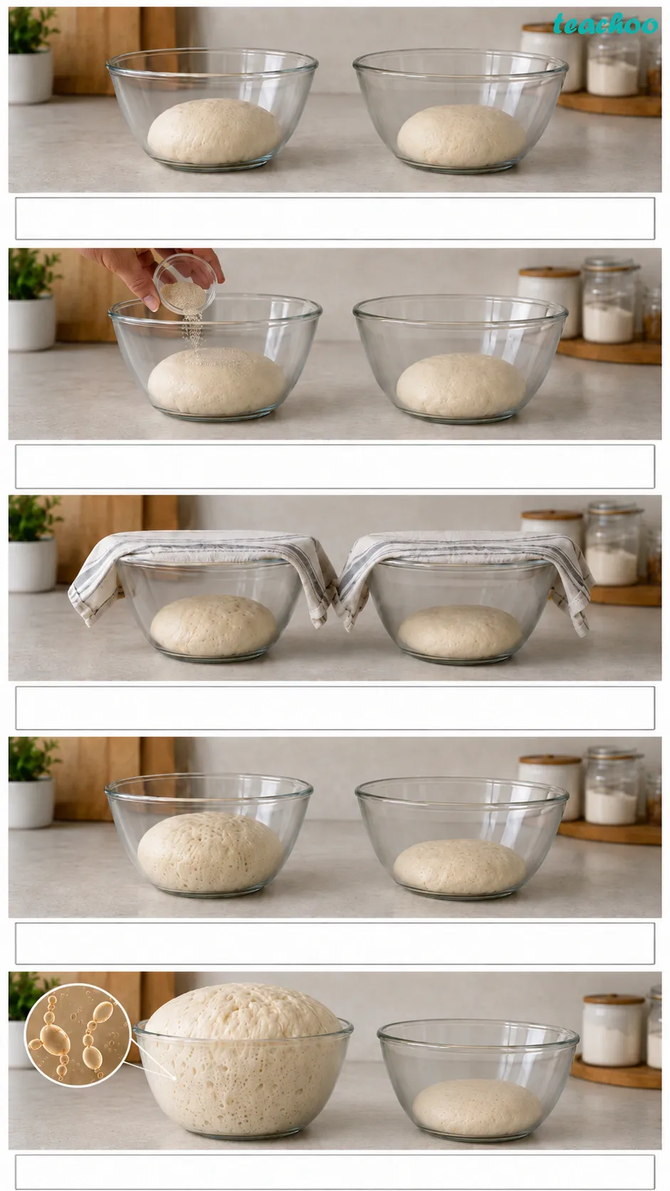 Image: Two bowls A and B of dough, where bowl A with yeast has risen and become fluffy while bowl B without yeast stays flat and unchanged