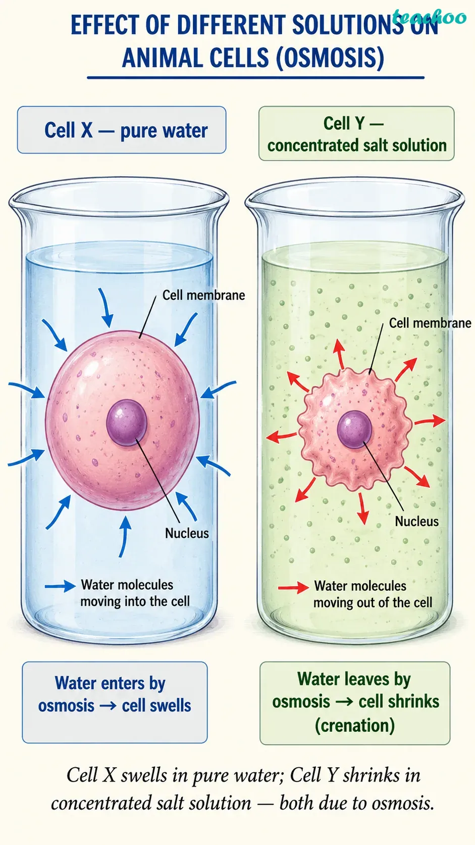 Question 2 &mdash; Two similar animal - Cell &mdash; The Building Bl - [Teachoo] - Questions at the end of the chapter