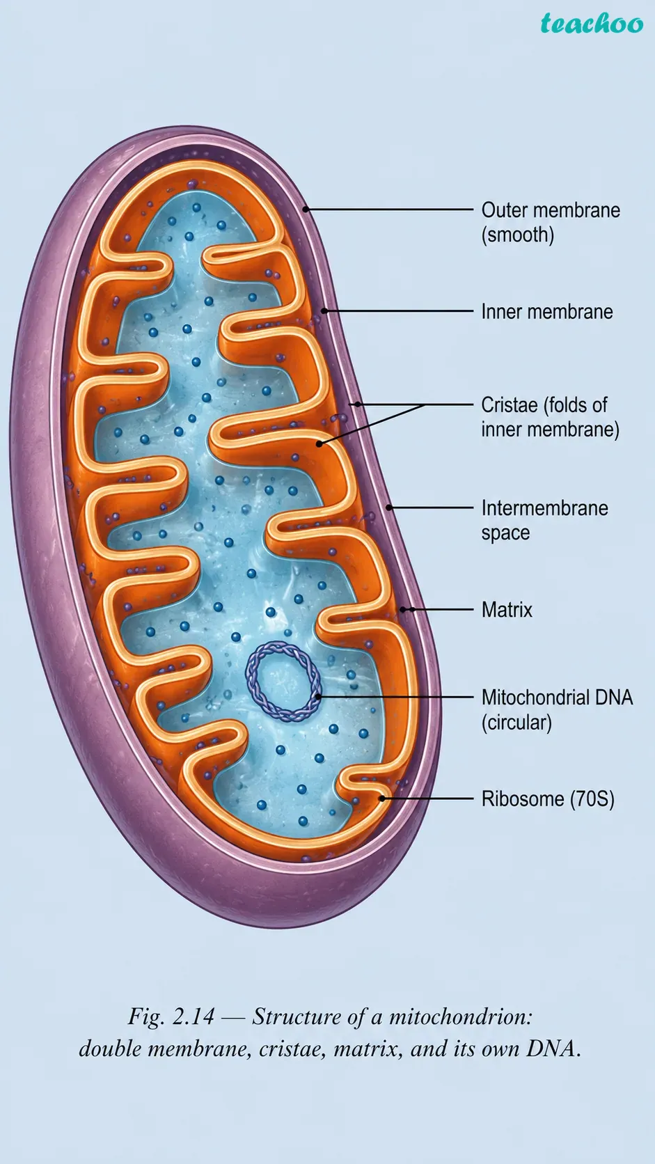 part 8 - 2.3.1 Why do eukaryotic cells need these organelles? - Concepts - Chapter 2 - Cell: The Building Block of Life (Exploration) - Class 9 (Exploration)