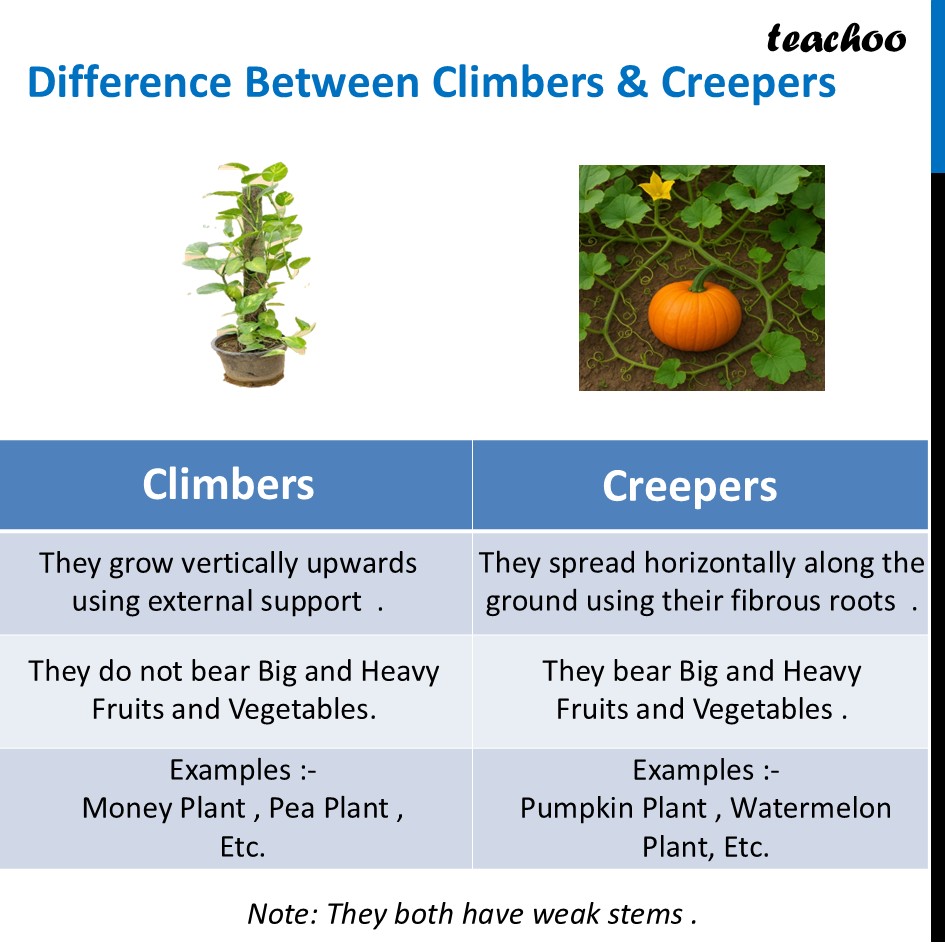 part 4 - What are Climbers and Creepers? - Concepts - Chapter 2 Class 6 - Diversity in the living world (Curiosity) - Class 6
