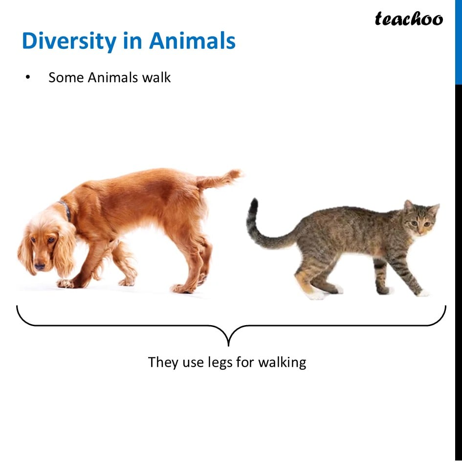 part 3 - How to Group Animals on Basis of type of Movement - Concepts - Chapter 2 Class 6 - Diversity in the living world (Curiosity) - Class 6