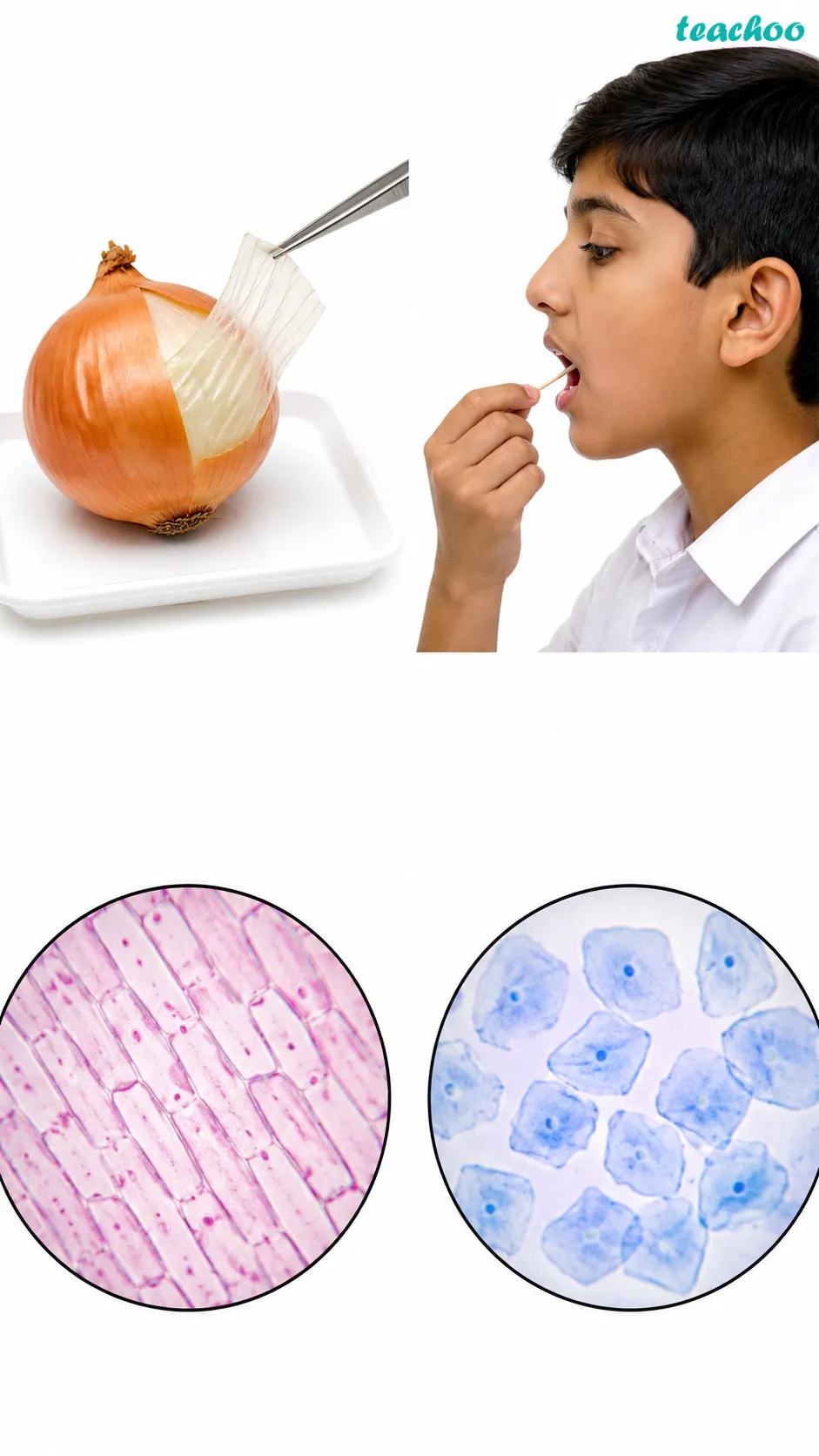 Image: Rectangular onion-peel plant cells shown beside polygon-shaped human cheek cells under a microscope, showing that both plants and animals are built from cells