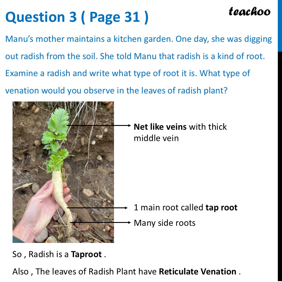 Manu’s mother maintains a kitchen garden. One day, she was digging - Questions at the end of chapter (Page 31, 32 & 33)