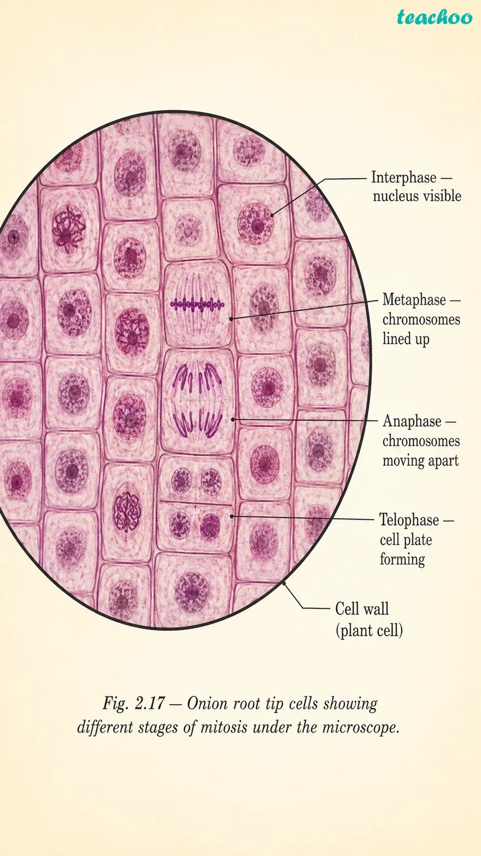 part 3 - 2.4 How do Normal Cells Grow and Divide? - Concepts - Chapter 2 - Cell: The Building Block of Life (Exploration) - Class 9 (Exploration)