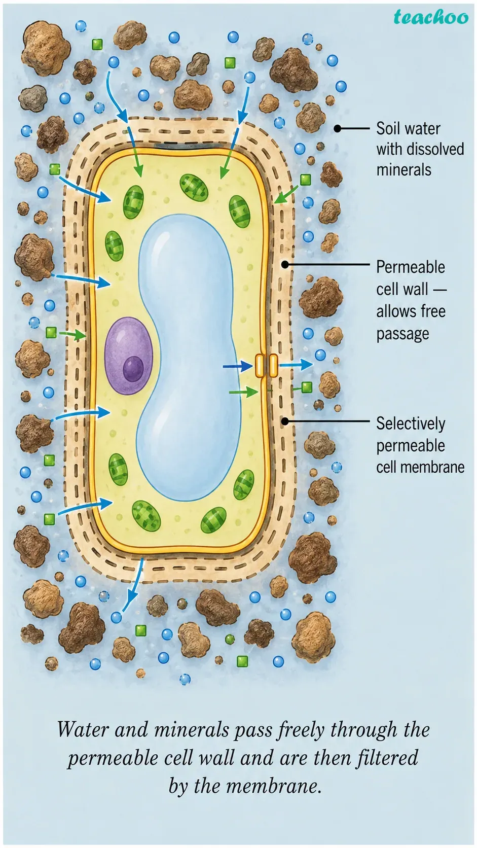 part 3 - 2.2.2 Cell wall — The outer covering of cells - Concepts - Chapter 2 - Cell: The Building Block of Life (Exploration) - Class 9 (Exploration)