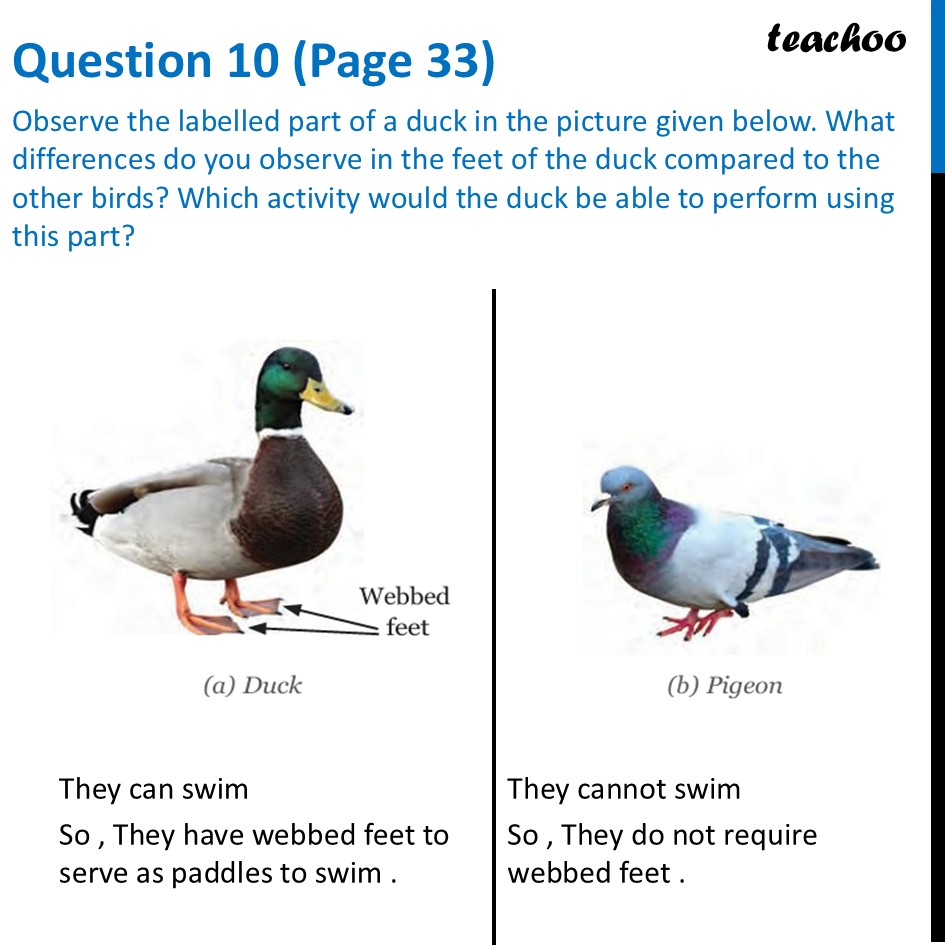 Observe the labelled part of a duck in the picture given below - Questions at the end of chapter (Page 31, 32 & 33)