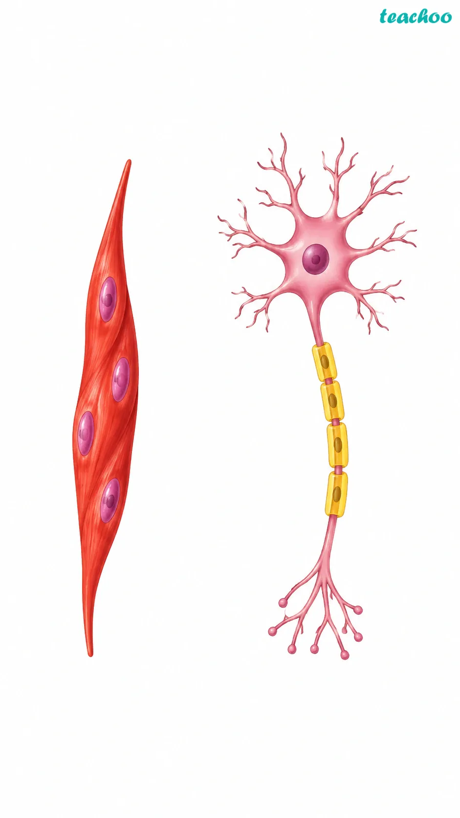Image: Different cell shapes side by side, including a long branched nerve cell, a spindle-shaped muscle cell, and a flat polygon-shaped cheek cell