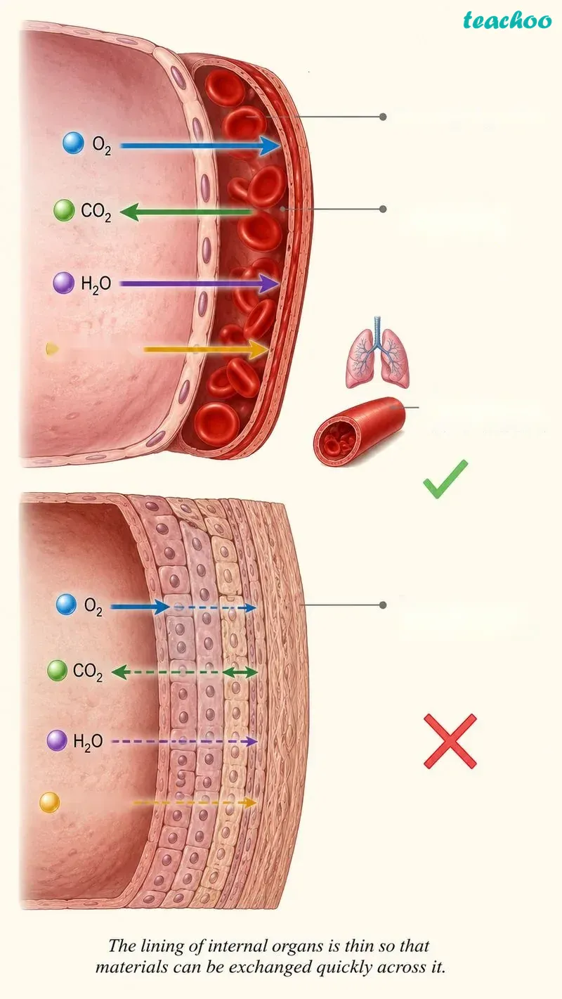 Question 3 — Why are the epithelial - Tissues in Action - [Teachoo] - Questions at the end of the chapter