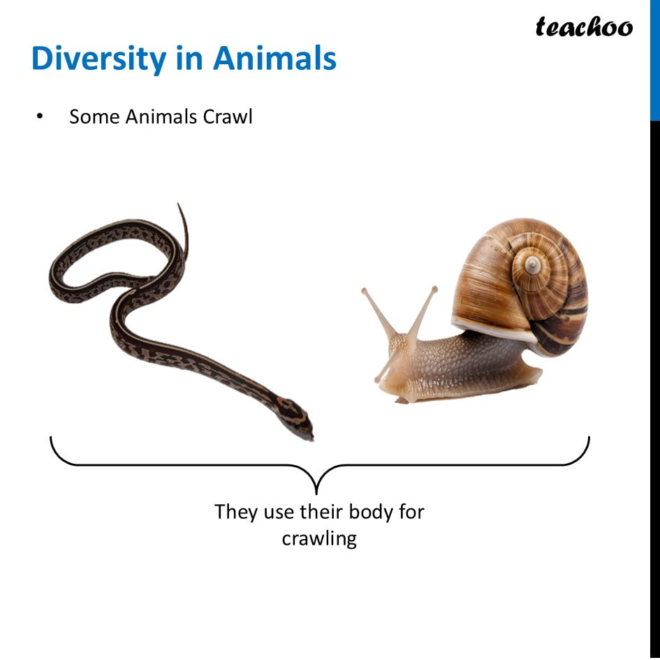 part 4 - How to Group Animals on Basis of type of Movement - Concepts - Chapter 2 Class 6 - Diversity in the living world (Curiosity) - Class 6