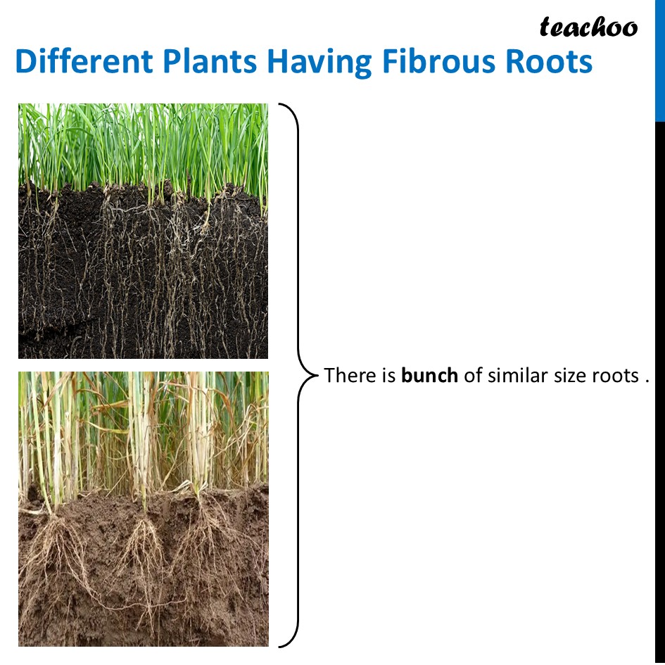 part 4 - What are Tap Roots and Fibrous Roots? - Concepts - Chapter 2 Class 6 - Diversity in the living world (Curiosity) - Class 6