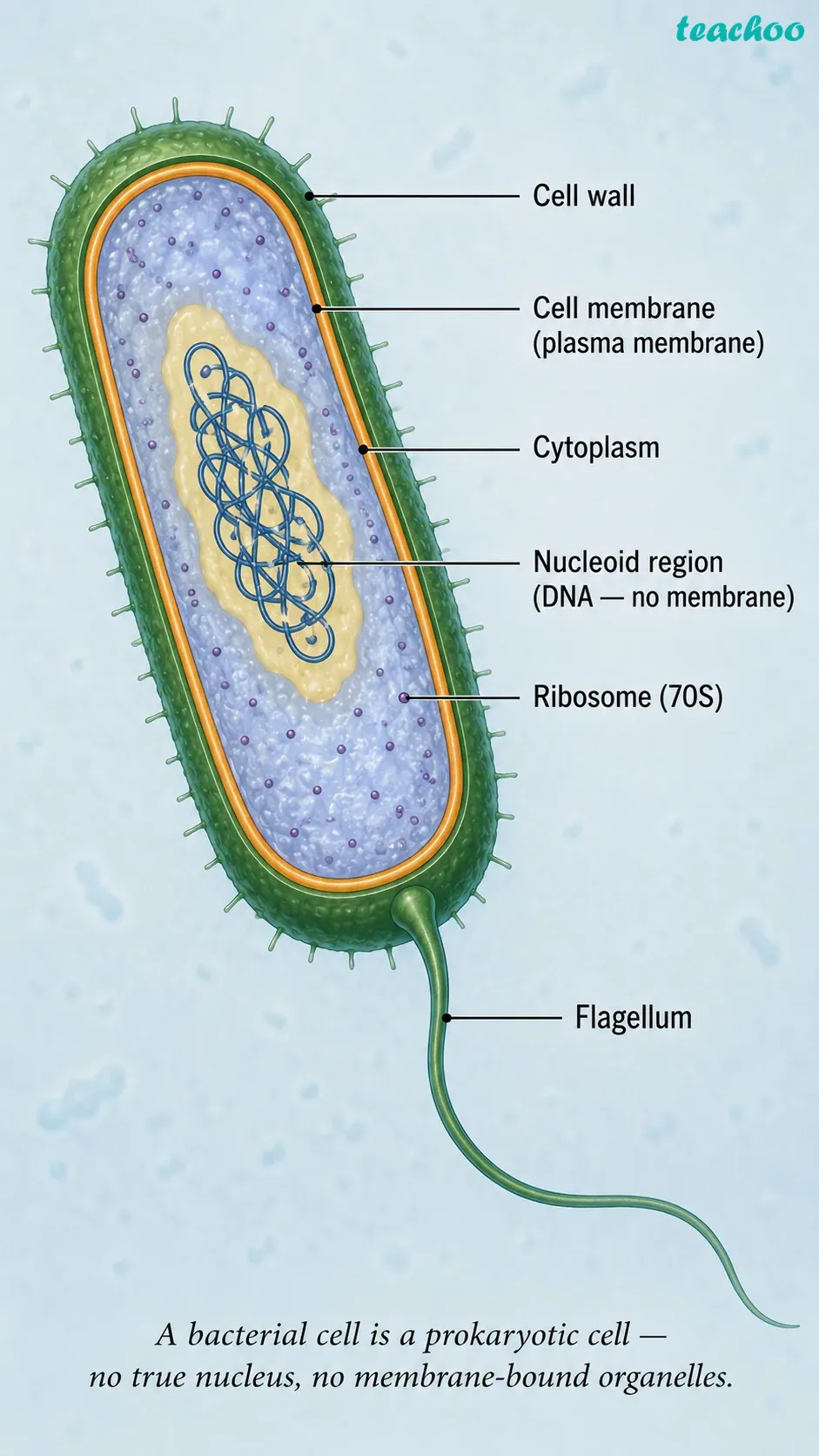 part 3 - 2.3 The Cell Interior — A Coordinated Working System - Concepts - Chapter 2 - Cell: The Building Block of Life (Exploration) - Class 9 (Exploration)