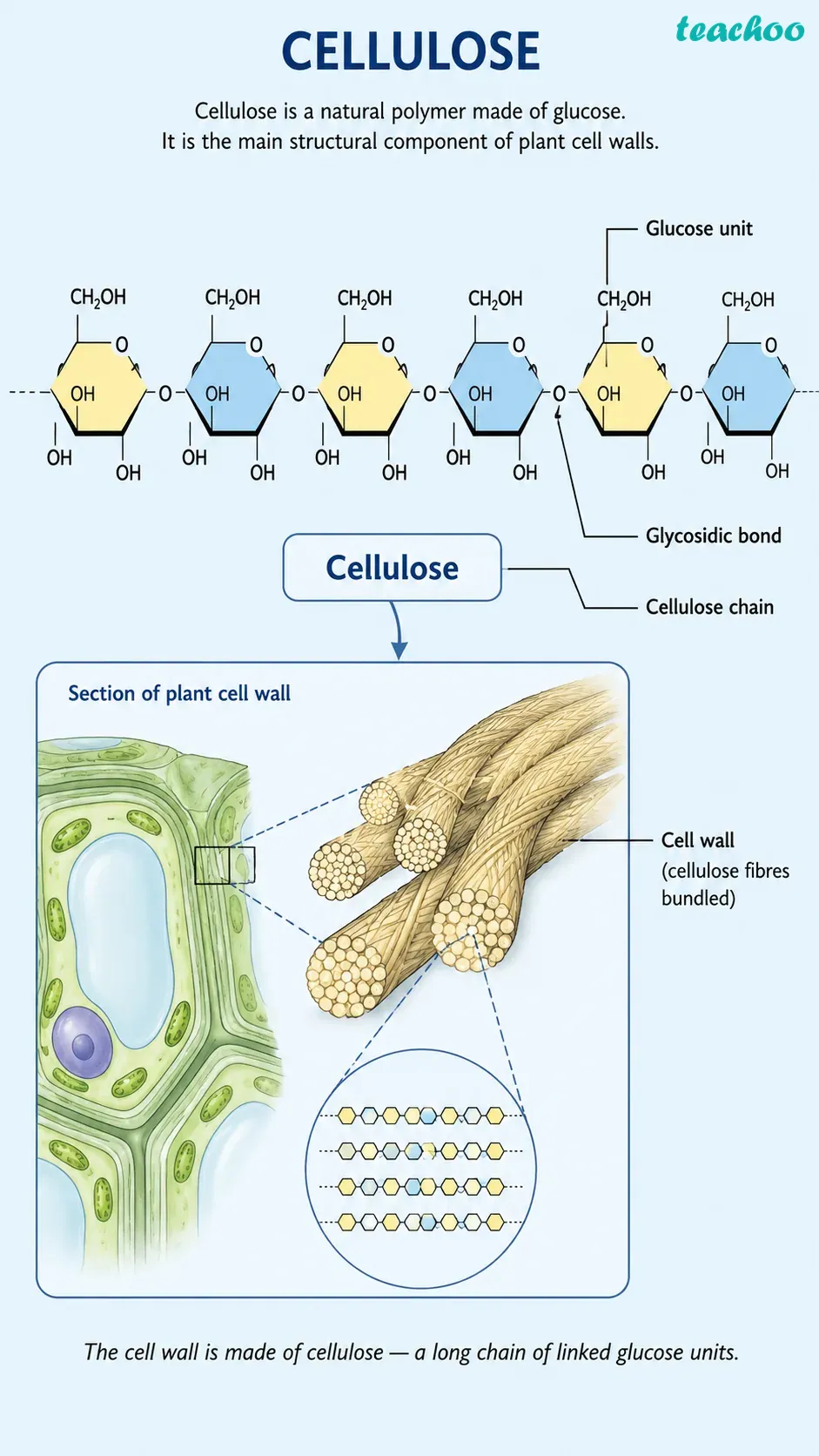 part 5 - 2.2.2 Cell wall — The outer covering of cells - Concepts - Chapter 2 - Cell: The Building Block of Life (Exploration) - Class 9 (Exploration)