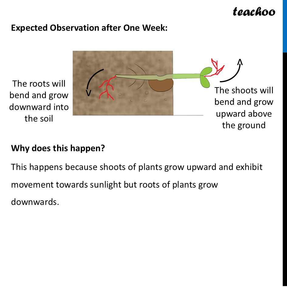 part 2 - Question 7 - Questions at the end of chapter (Page 203 & 204) - Chapter 10 Class 6 - Living Creatures: Exploring their Characterstics - Class 6