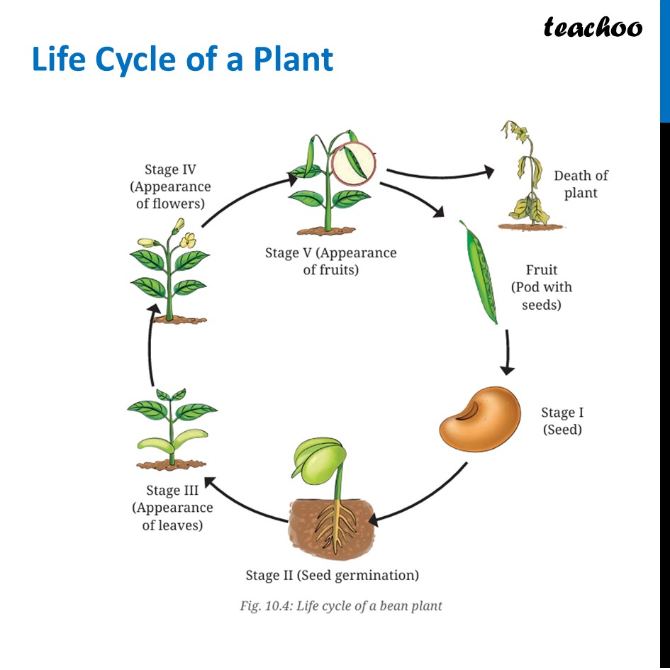 part 2 - Life Cycle of a Plant - Concepts - Chapter 10 Class 6 - Living Creatures: Exploring their Characterstics - Class 6