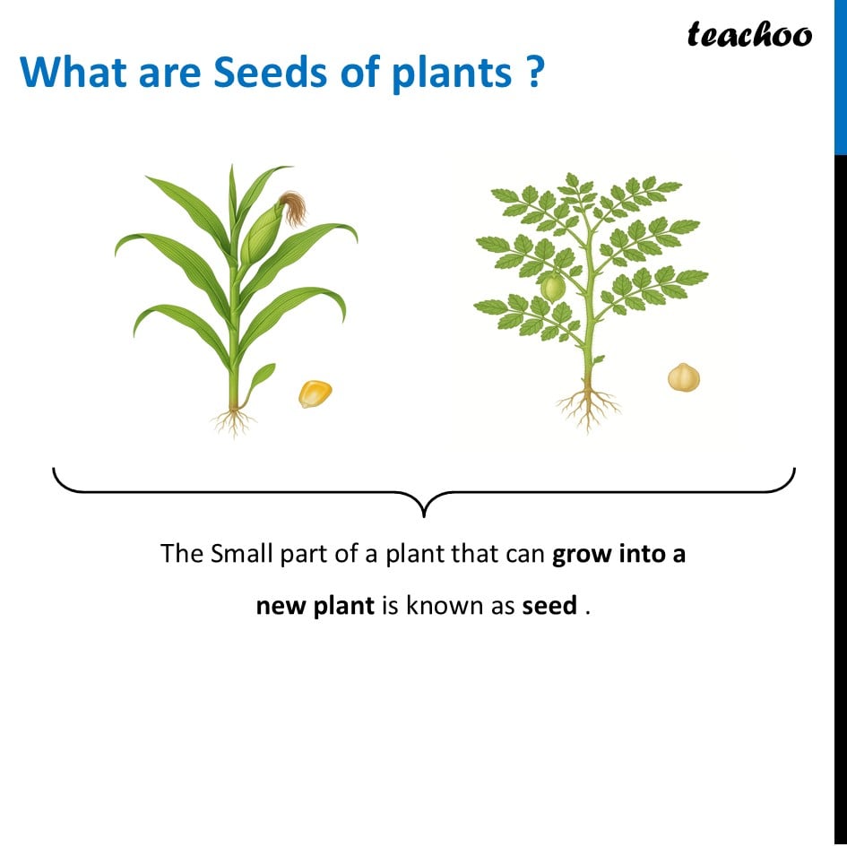 What are Monocotyledon and Dicotyledons? - (Class 6 Curiosity) - Concepts