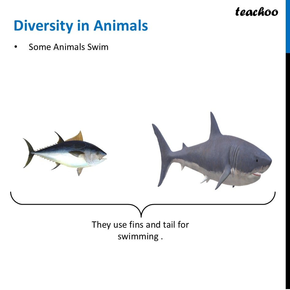 part 6 - How to Group Animals on Basis of type of Movement - Concepts - Chapter 2 Class 6 - Diversity in the living world (Curiosity) - Class 6