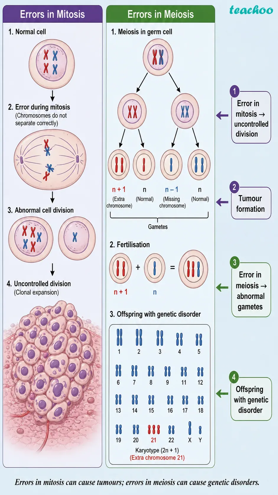 part 4 - 2.4.1 Cell division - Concepts - Chapter 2 - Cell: The Building Block of Life (Exploration) - Class 9 (Exploration)