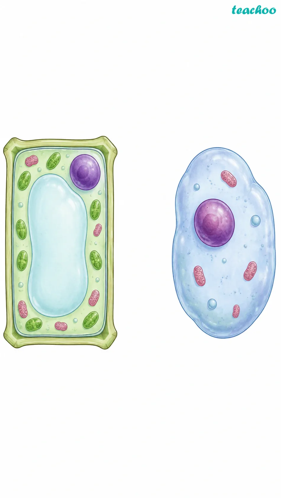 part 3 - 3.1 Why are Plant and Animal Tissues Different? - Concepts - Chapter 3 - Tissues in Action (Exploration) - Class 9 (Exploration)