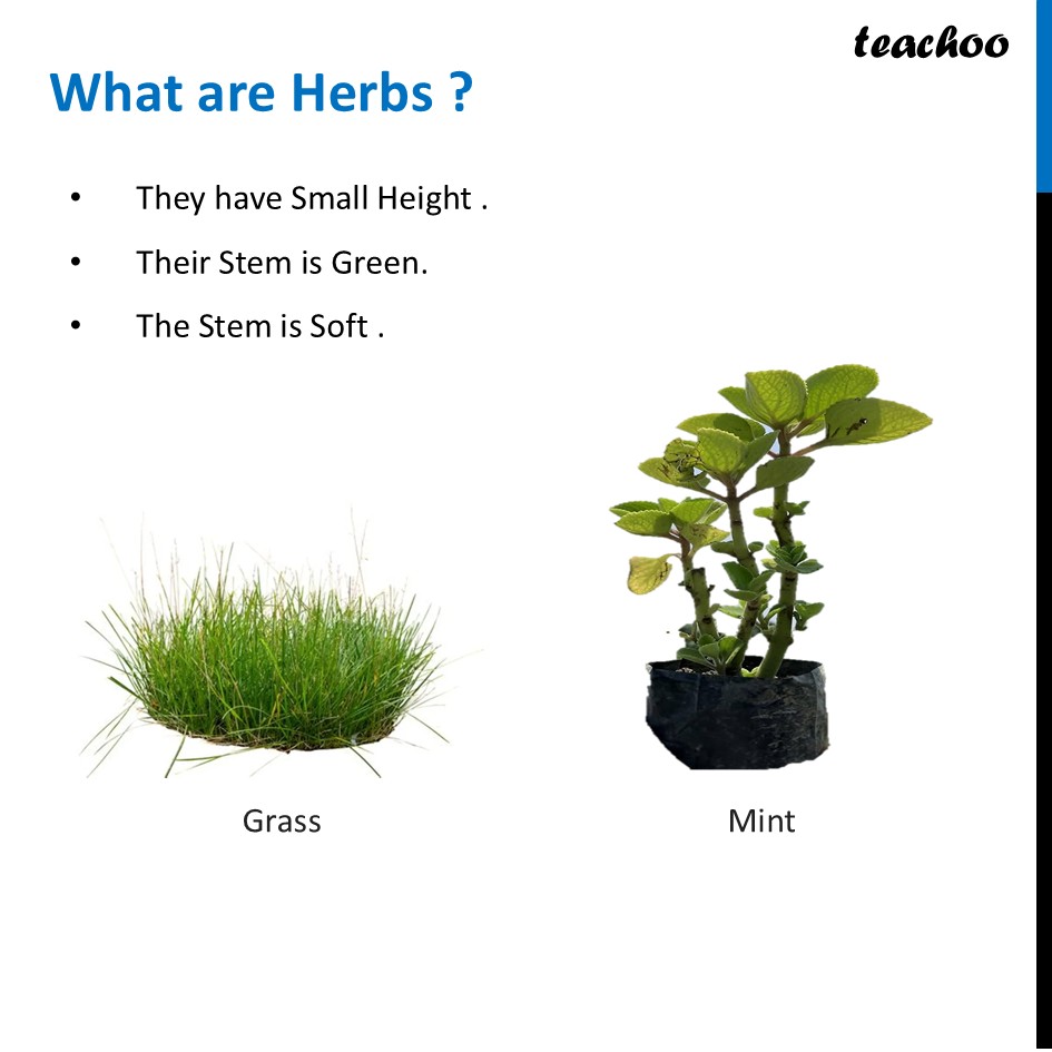 part 2 - What are Herbs, Shrubs and Trees? - Concepts - Chapter 2 Class 6 - Diversity in the living world (Curiosity) - Class 6