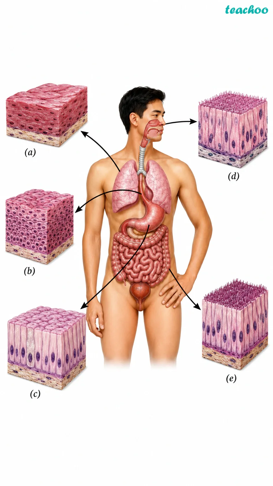 3.3.1 Epithelial tissues — Struc - Tissues in Action - [Teachoo] - Concepts