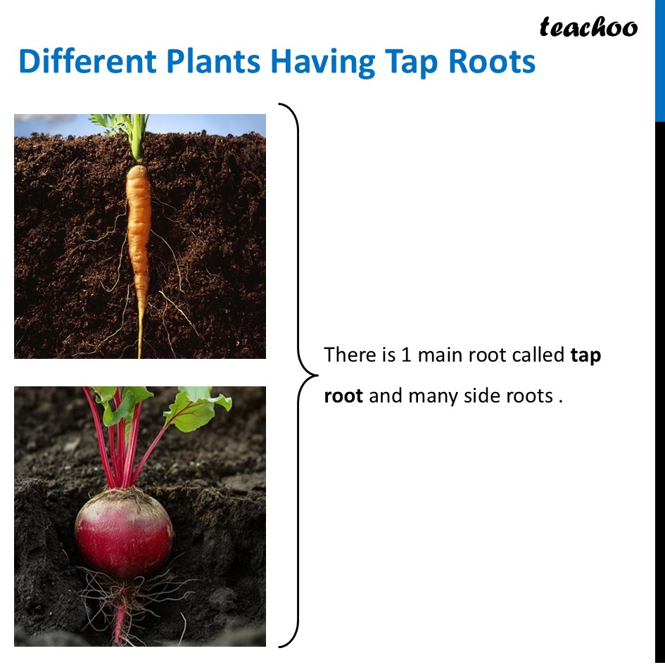part 3 - What are Tap Roots and Fibrous Roots? - Concepts - Chapter 2 Class 6 - Diversity in the living world (Curiosity) - Class 6