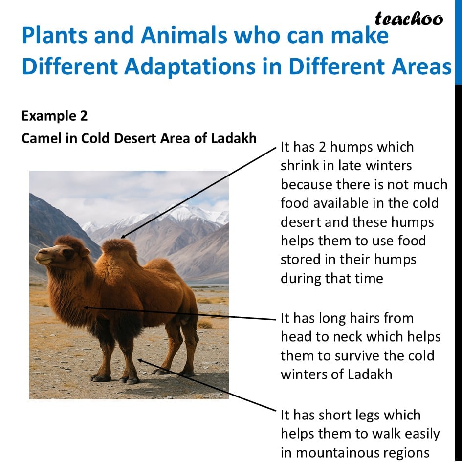 part 5 - Adaptations - Concepts - Chapter 2 Class 6 - Diversity in the living world (Curiosity) - Class 6