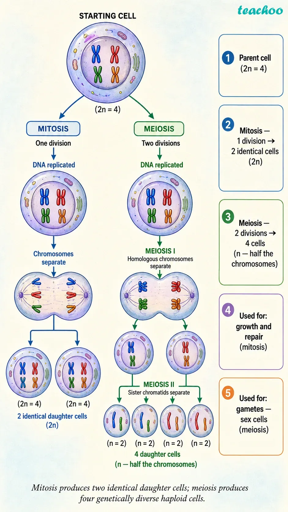 2.4.1 Cell division - Cell — The Building Block of Life - [Teachoo] - Concepts