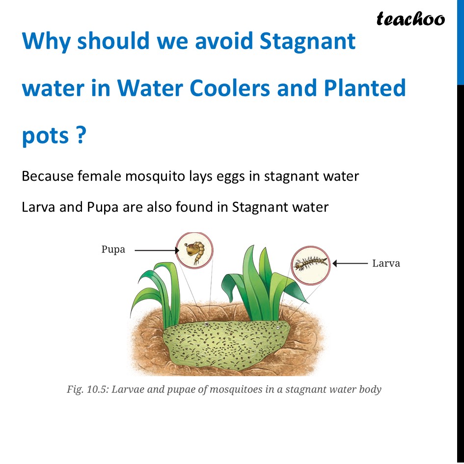 part 3 - Life Cycle of Animals - Concepts - Chapter 10 Class 6 - Living Creatures: Exploring their Characterstics - Class 6