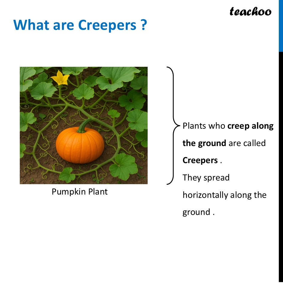 part 3 - What are Climbers and Creepers? - Concepts - Chapter 2 Class 6 - Diversity in the living world (Curiosity) - Class 6