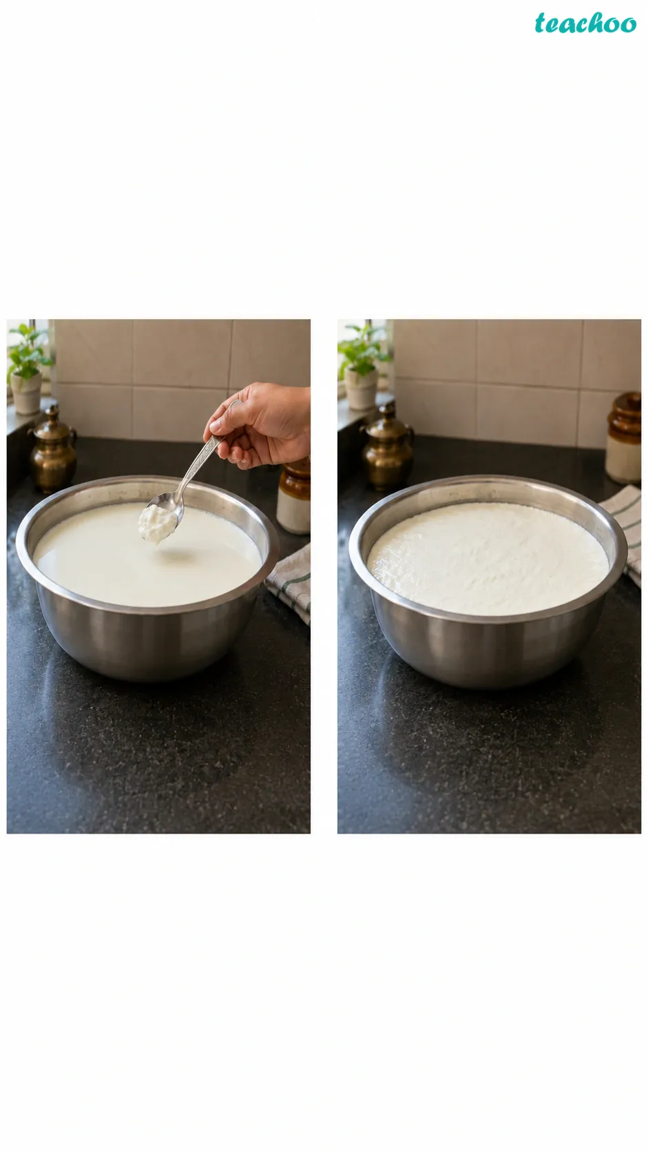 Image: A bowl of warm milk setting into curd after a spoon of curd is added, showing Lactobacillus bacteria turning milk into curd