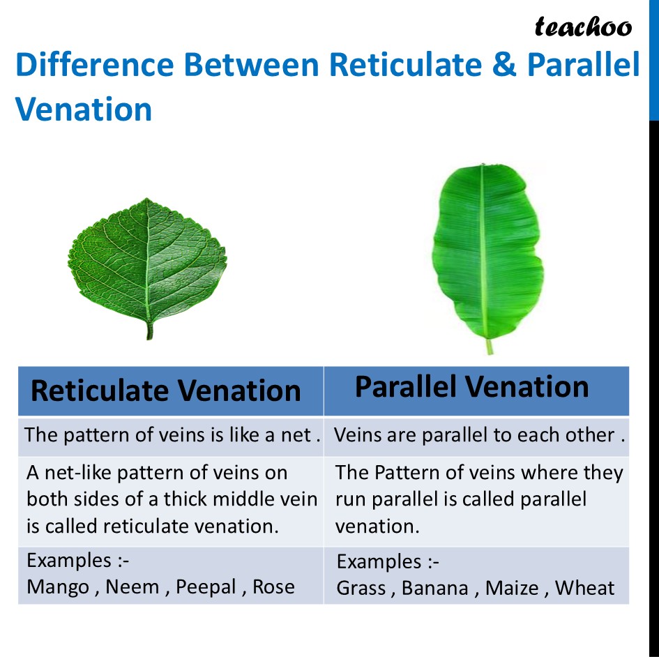 part 4 - What is Reticulate and Parallel Venation? - Concepts - Chapter 2 Class 6 - Diversity in the living world (Curiosity) - Class 6