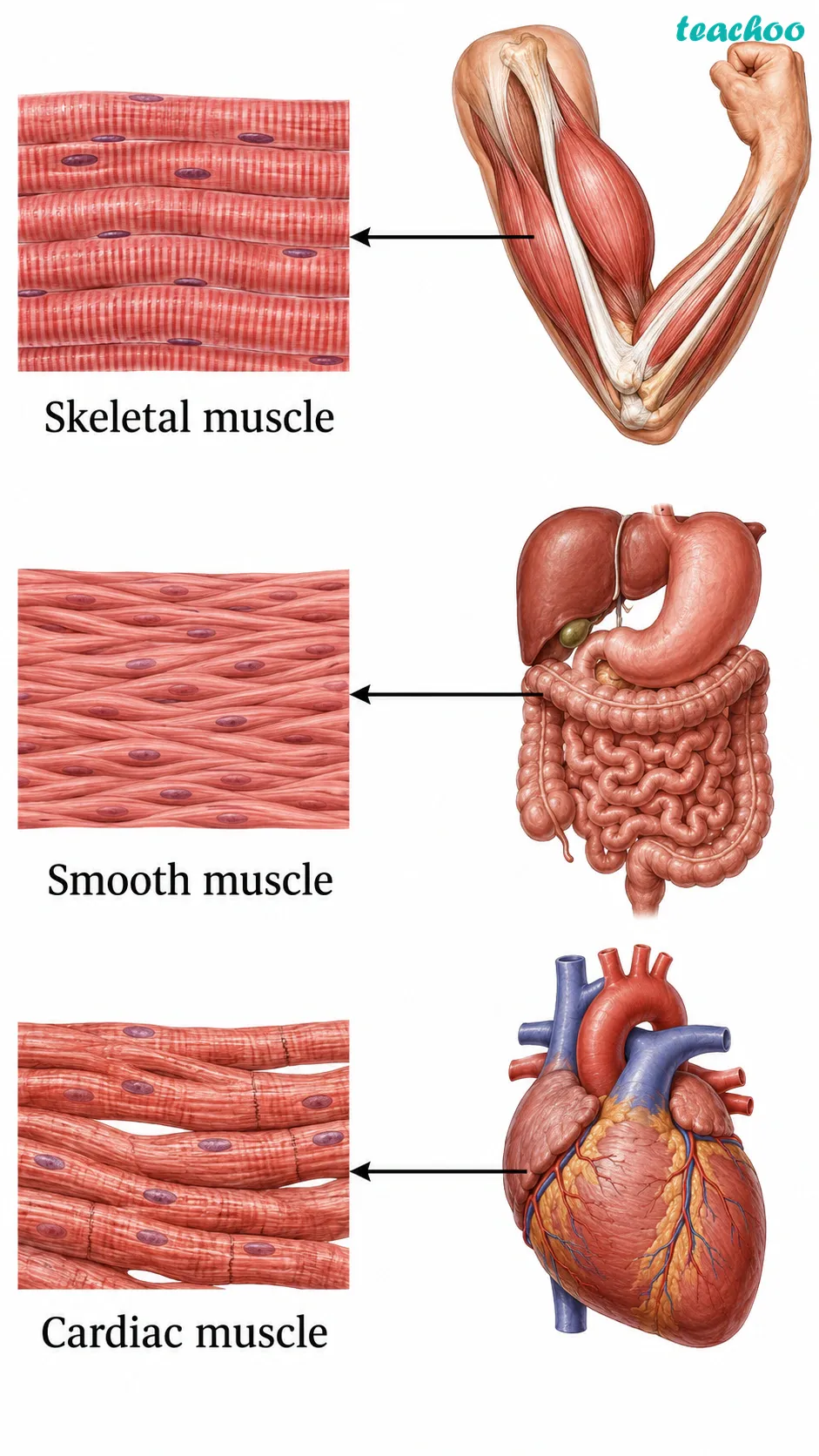 3.3.3 Can we control movement in - Tissues in Action - [Teachoo] - Concepts