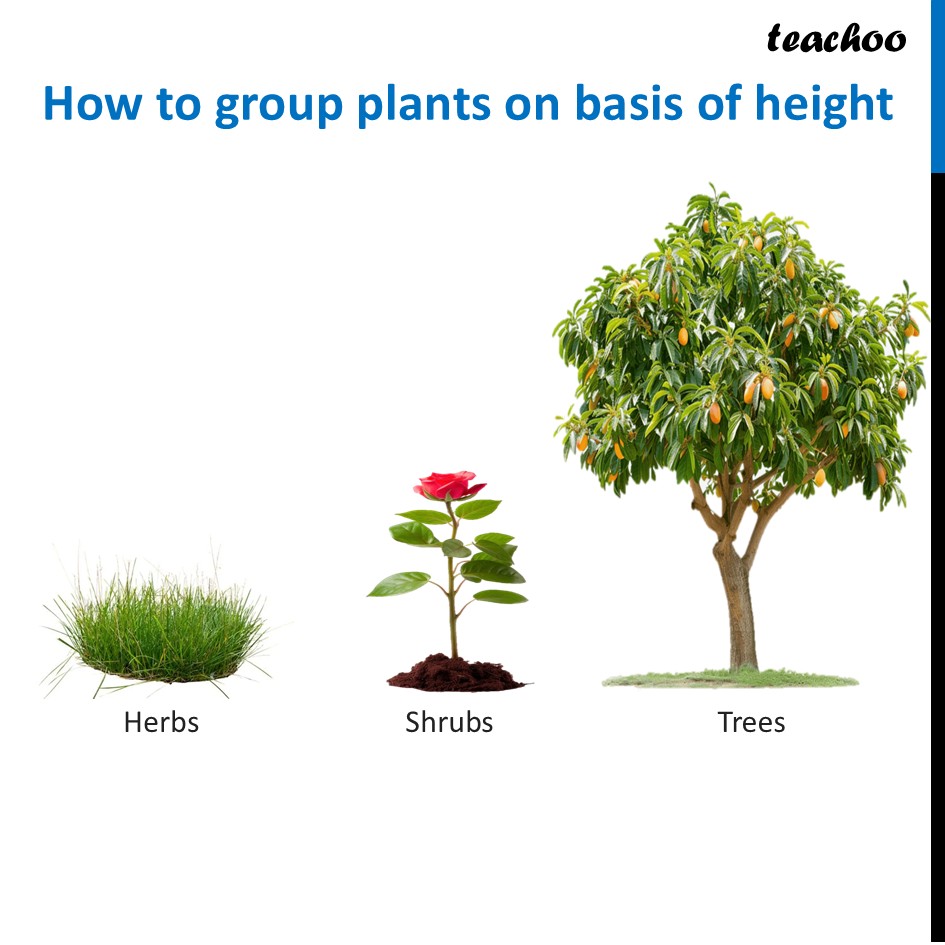 [Class 6 Science] What are Herbs, Shrubs and Trees? - Curiosity - Concepts