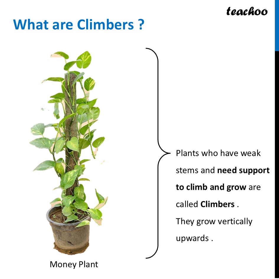 part 2 - What are Climbers and Creepers? - Concepts - Chapter 2 Class 6 - Diversity in the living world (Curiosity) - Class 6