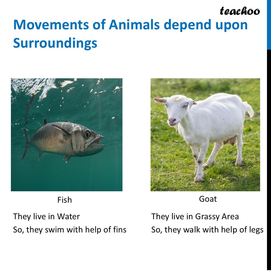 part 8 - How to Group Animals on Basis of type of Movement - Concepts - Chapter 2 Class 6 - Diversity in the living world (Curiosity) - Class 6