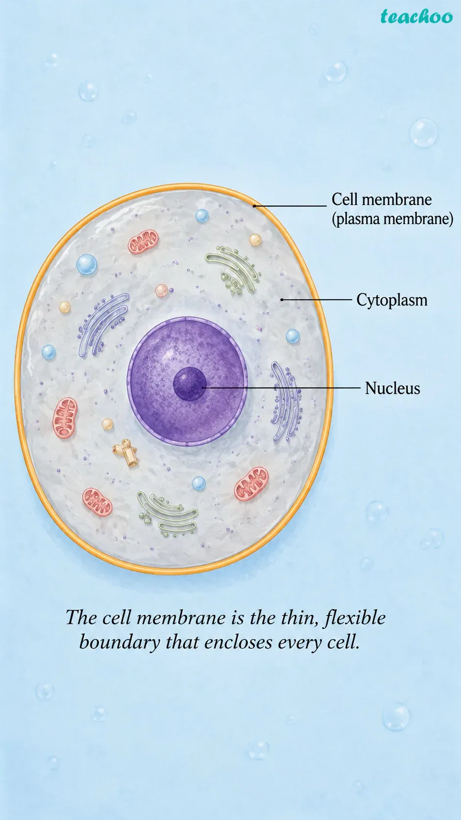 2.2.1 Cell membrane — The univer - Cell — The Building Bl - [Teachoo] - Concepts