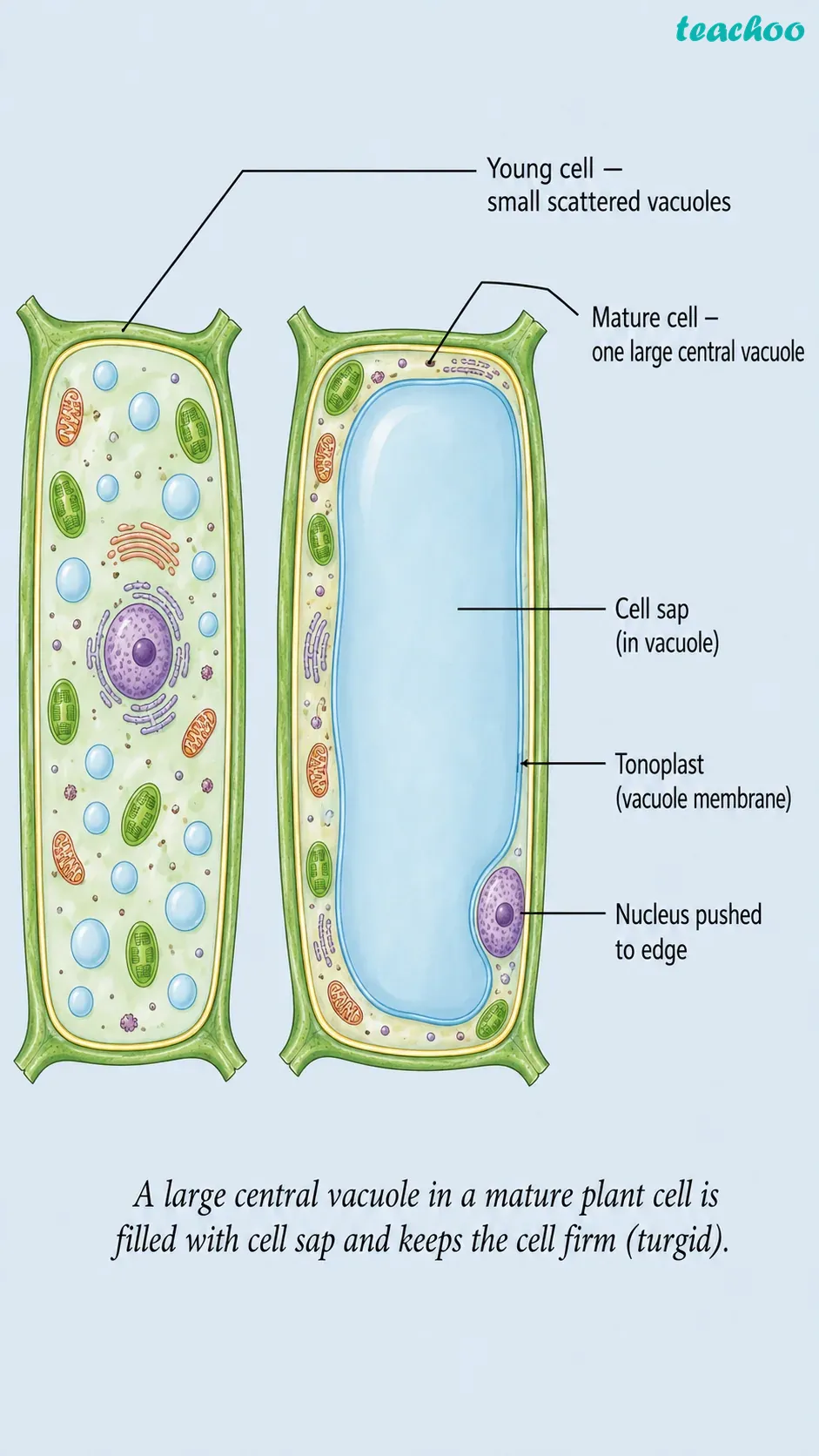 part 12 - 2.3.1 Why do eukaryotic cells need these organelles? - Concepts - Chapter 2 - Cell: The Building Block of Life (Exploration) - Class 9 (Exploration)