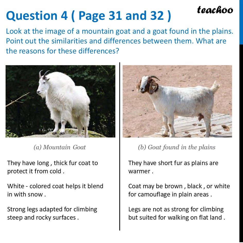 Look at the image of a mountain goat and a goat found in the plains - Questions at the end of chapter (Page 31, 32 & 33)