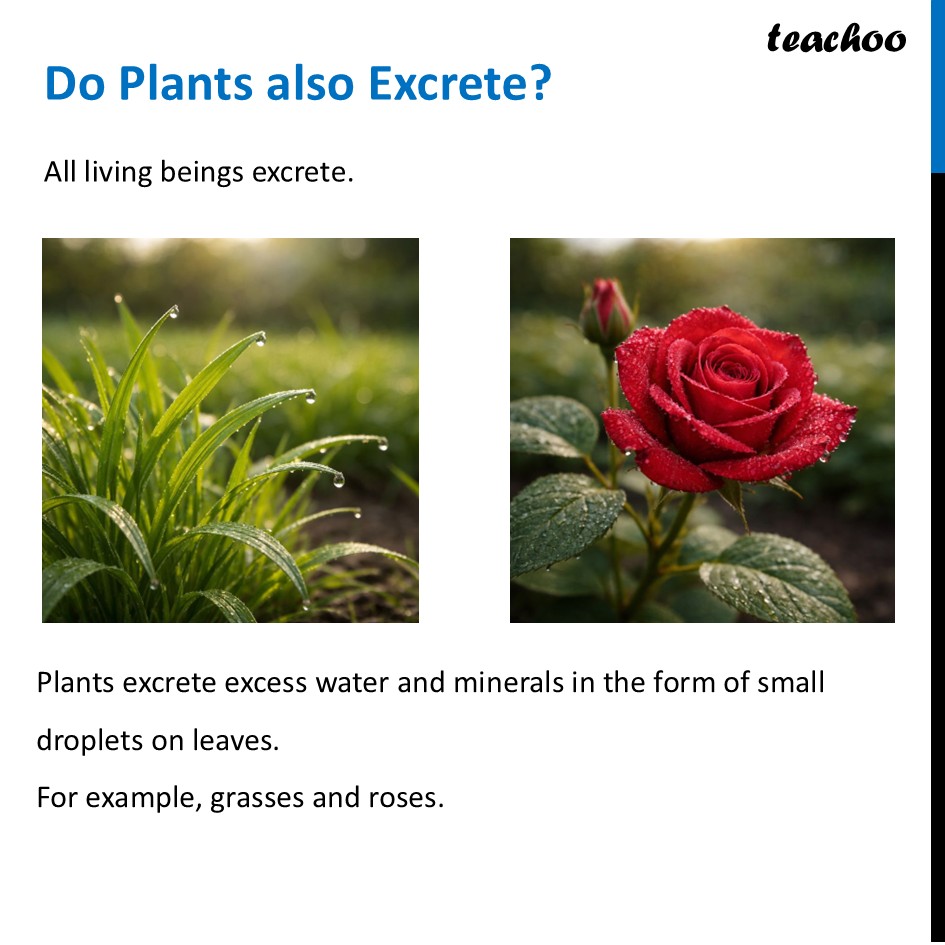 part 2 - Excretion - Concepts - Chapter 10 Class 6 - Living Creatures: Exploring their Characterstics - Class 6